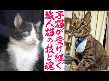 保護子猫、伝統のワザと魂を受け継ぐ