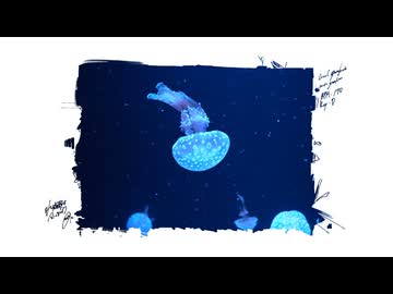 水族館で会いましょう.AOAO SAPPORO