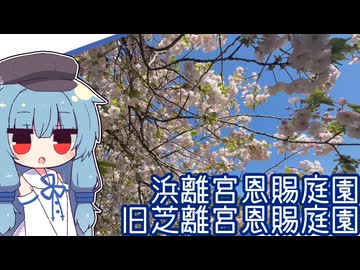 さくらを見たよ