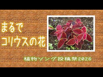 まるでコリウスの花 ft.小春六花【植物ソング投稿祭2026】