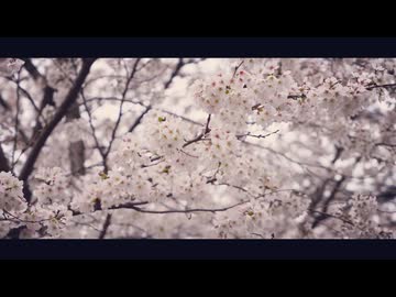 花散るひかり - 可不 + Ungifted