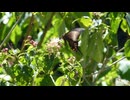 【米田健太郎】花の蜜を吸うカラスアゲハ｜癒しの自然映像
