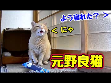 ちょっとは回復したかな？【元野良猫】【野良猫】