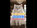 しゃべる猫□ニャンCocoの#ロト6 第2093-94回の数字を #AI予測□当選発表□は毎週月曜と木曜です【CocoんcoのLOTO6予測 第410弾】□