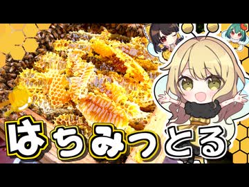 【自家養蜂ではちみつ収穫□】ハチミツいっぱい食べよぉ【ゆっくり実況】