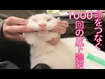1000回の皮下輸液、猫の命をつなぐ