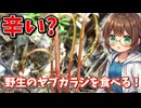 辛い山菜？　のヤブカラシを採って食べる！
