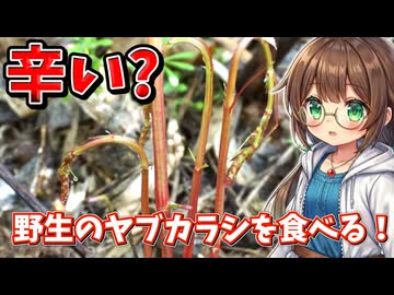 辛い山菜？　のヤブカラシを採って食べる！