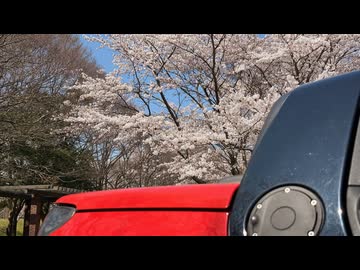 海津の桜を見に行くドライブ