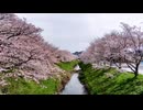 桜の下を歩くだけ