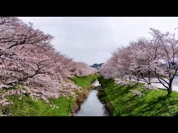桜の下を歩くだけ