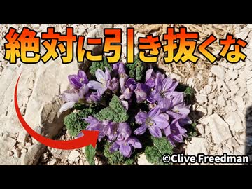 マンドレイクを絶対に引き抜いてはいけない理由がこちら【生物解説】