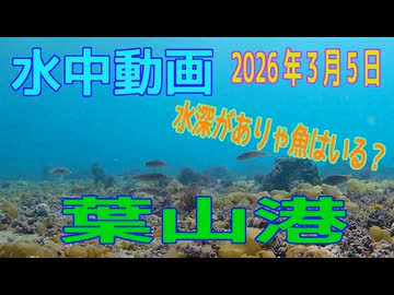 水中動画（2026年3月5日）in　葉山港