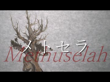 メトセラ/星界 【イガゴヨウマツ】