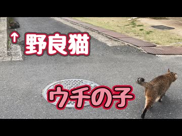 【野良猫】に遭遇しましたが…【元野良猫】