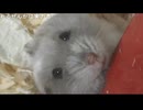 【うなぁ】コメント「BBQに呼ばれなかった嫌われ者ぜんか」について　等【ニコ生】