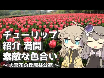 【VOICEVOX旅行】チューリップ 紹介 満開 素敵な色合い  ～大宮花の丘農林公苑～【ラップっぽいなにか】