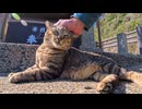 猫島の猫居住区の端っこにある石碑を守る猫ちゃん、人がここ迄来ることが少ないので人が来ると喜ぶ