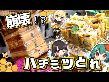 【番外編】ハチミツ何キロとれるかな？崩壊しそうなハチの巣を救え！【料理】【ゆっくり実況】