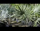Beltran's Nursery & Landscape in Punta Gorda