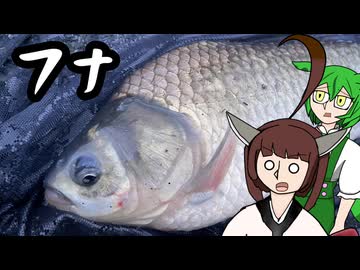フナを捌いて食べます！【東北きりたん】