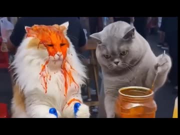 ホモと見る仲が悪すぎる猫の屋台