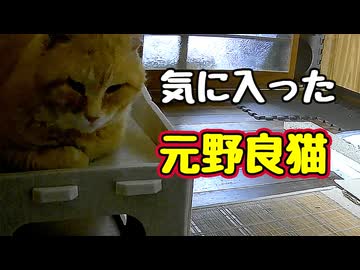 やっと使ってくれました【元野良猫】