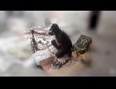 Palestine video Gaza