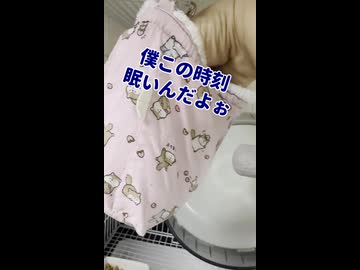 【指を舐める】 フクモモだって手についたオヤツは美味しいの！ #フクロモモンガ #おつモモンガ  #shorts