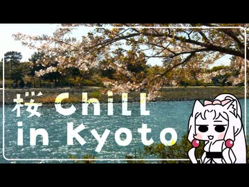 さくらちる京都をスナップ散歩