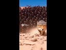 ​【悲報】1億匹のGキブリに追われるチベットスナギツネの末路がヤバすぎるｗｗｗ