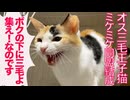 オス三毛猫、ミケミケ同盟を旗揚げする