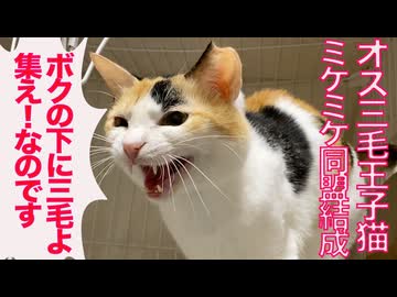 オス三毛猫、ミケミケ同盟を旗揚げする