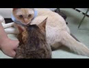 拾いねこ＠生後4996/921日目　月音さんをぺろりちらかすゆきちくん。