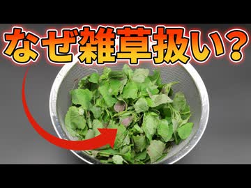 栄養豊富な健康野菜が日本で雑草扱いされている理由【シロザ】