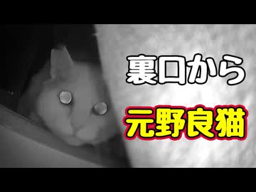 ジャンプ力 復活した？【元野良猫】