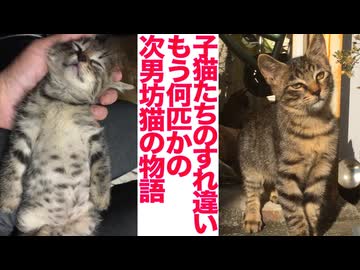 宿命の猫一族、別の「次男坊猫」たちの物語