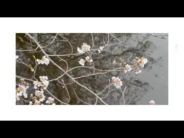 色は匂へど散りぬるを／花隈千冬【春ニカ祭2026】