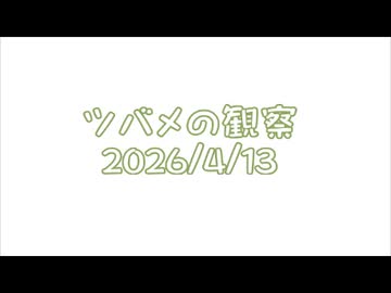 つばめの観察2026No001