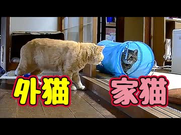お互い気になる様ですが…【元野良猫】