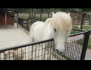 白い馬と羊が過ごす穏やかな時間｜癒しの牧場風景【米田健太郎】