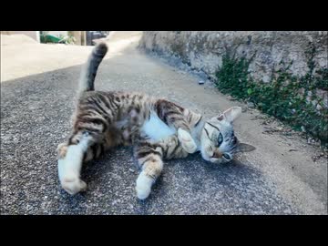 【通せんぼ猫】路地で突然ゴロンｗ完全に進めないんだがｗｗ【癒し】
