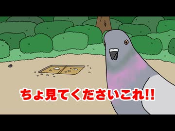 ハト2