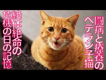 腎不全のベテラン子猫、検査の数値が改善をするも…