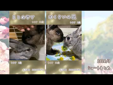 【うさぎ】2026/3　ショート動画まとめ【ショート】