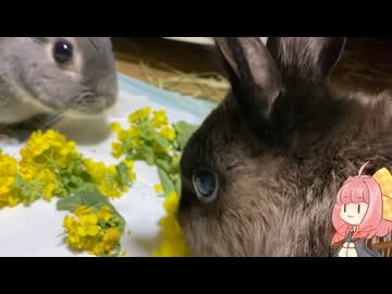 【ウサギ】うさざつ　ショート直前号【琴葉茜】