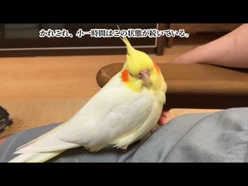 【強制睡眠ASMR】お父ちゃんの膝という『悪魔のベッド』に抗えないオカメインコ。