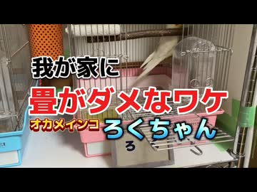 オカメインコ インコ 鳥 鳥馬鹿メラ ろくちゃん ミニチュア 畳 くつろぎ かわいい 癒やし 破壊神