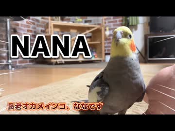 【天才？それとも天然？】お母ちゃんの行動を秒で察知して飛んでくるオカメインコ『なな』が有能すぎたｗｗ