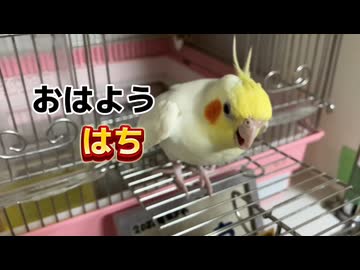 【無法地帯】お父ちゃんの服を占拠し、先輩すら蹴散らす『はち』のやりたい放題がすぎるｗｗ